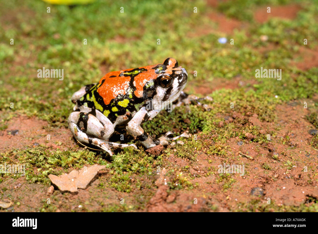 L'Afrique, Madagascar, l'Isalo. Scaphiophryne gottlebei terrible (grenouille) Banque D'Images