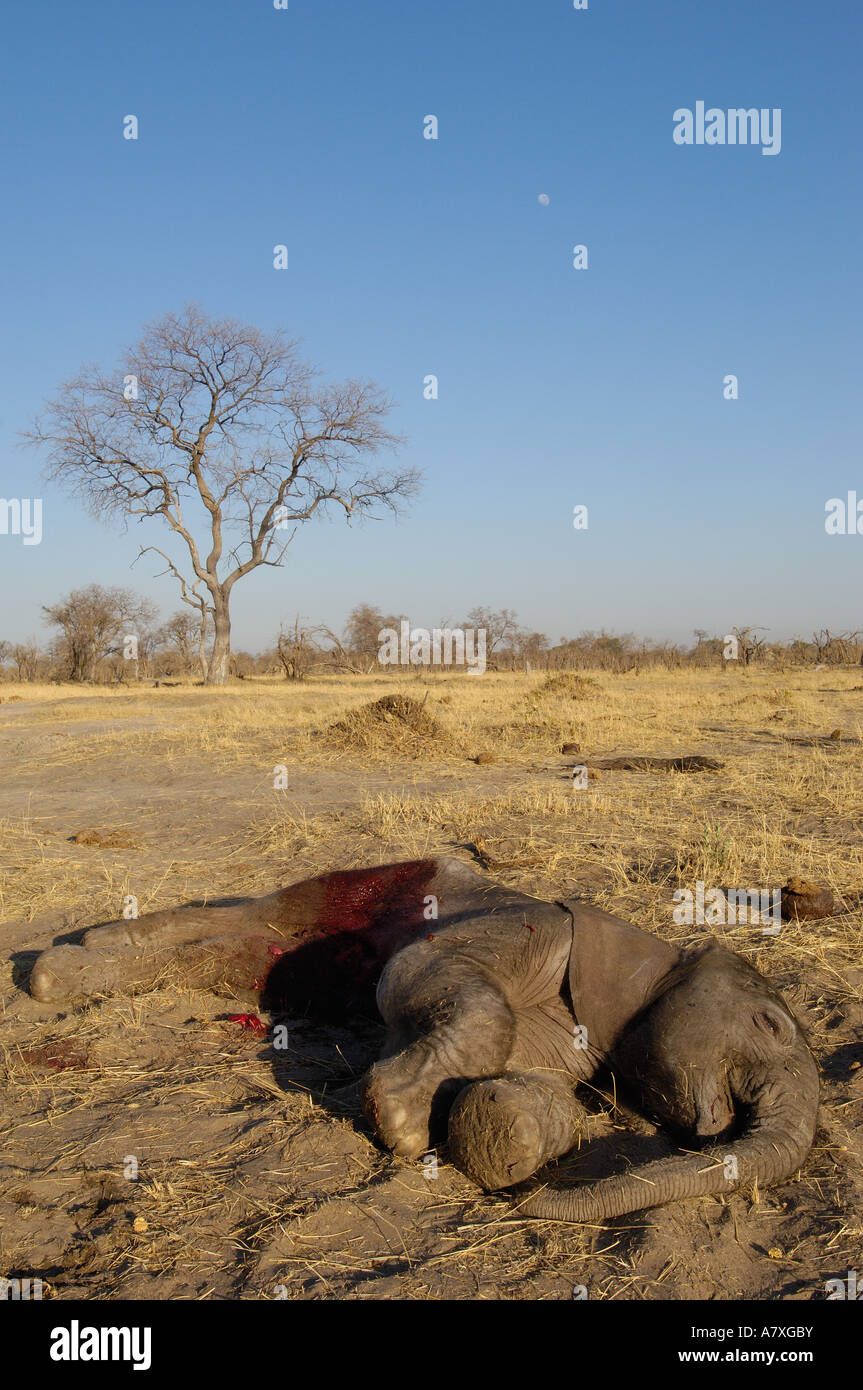 Bebe Mort Elephant L Elephant Nouveau Ne Tue Par L Hyene Tachetee Makalolo Plains Le Parc National De Hwange Zimbabwe Photo Stock Alamy