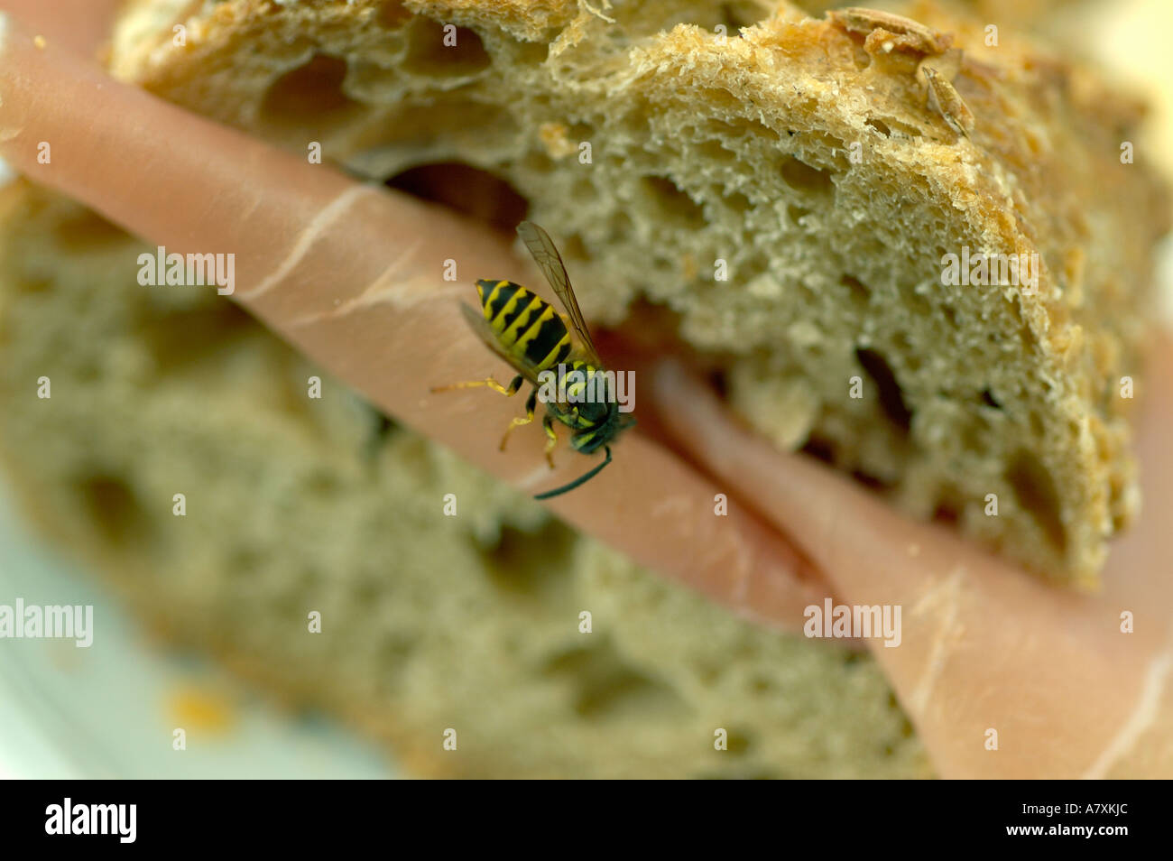 Wasp voler dans ham sandwich. lion statue. (C) par uli nusko, CH-3012 Berne Banque D'Images