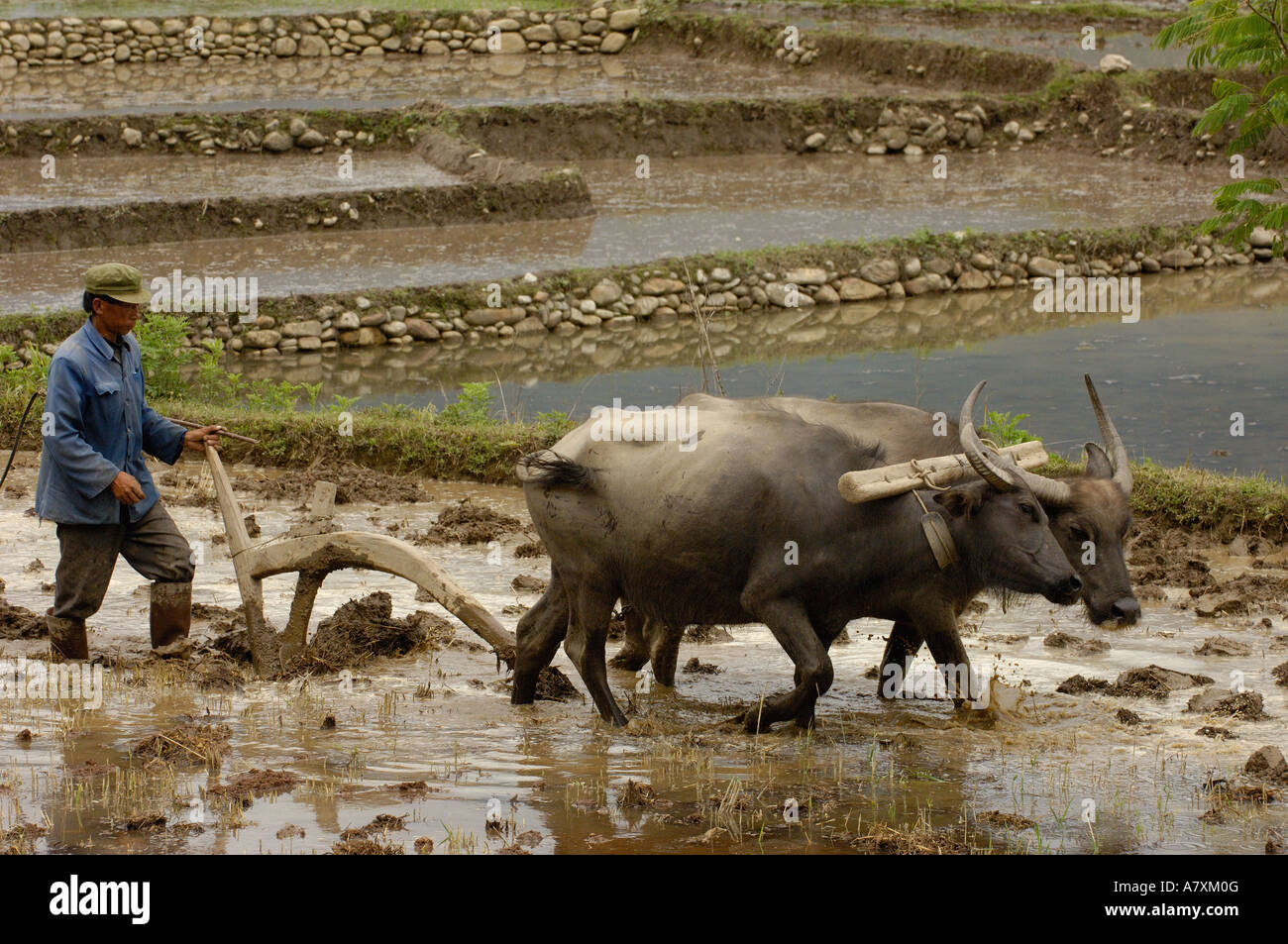 Minorités ethniques Lisu en utilisant le buffle d'eau pour labourer paddy. Le blé est ensuite séché et traité. Zhongdian Banque D'Images