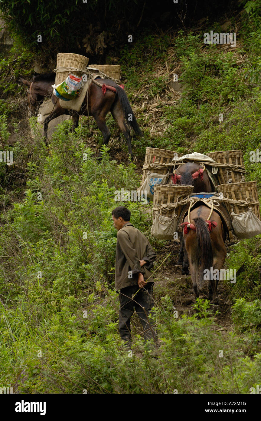 Les mules transportant des matériaux de construction en hausse par sur les rives de la rivière Nu. Gongshan Comté. La province du Yunnan. Chine Banque D'Images