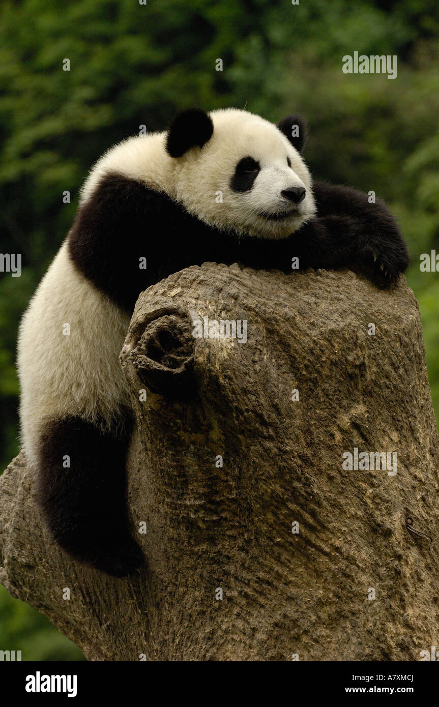 Bébé panda géant Famille : Ailuropodidae. Wolong Chine Conservation and Research Center for the Giant Panda dans la réserve de Wolong Banque D'Images