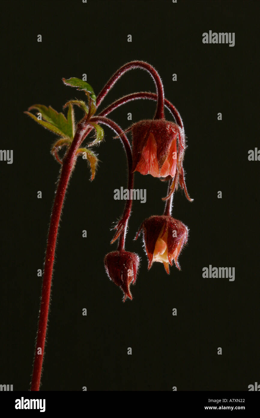 Geum rivale Aven de l'eau des fleurs sur fond noir UK Banque D'Images