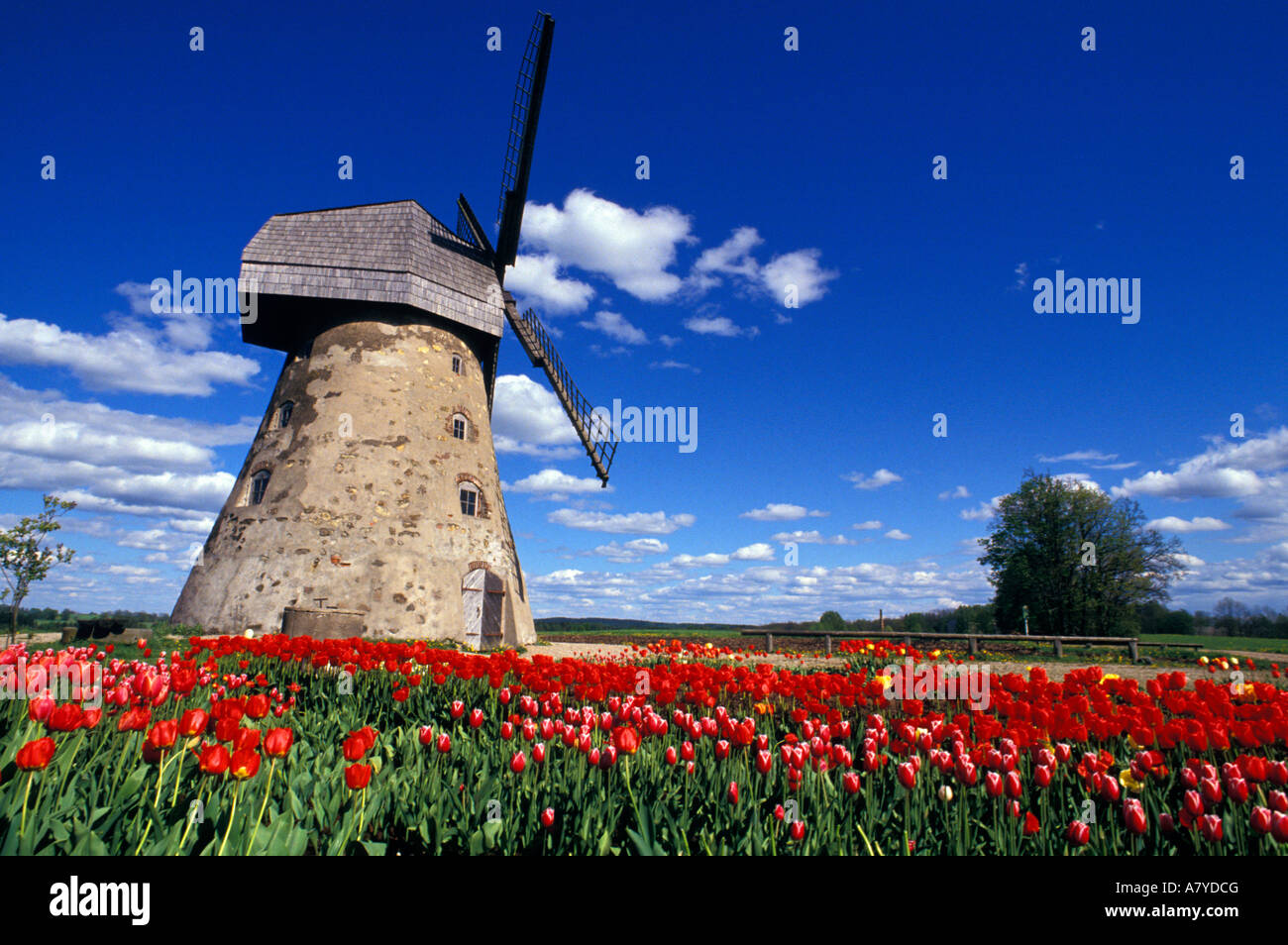 Tulipes rouges entourent s moulin à vent traditionnel dans le Parc National de Gauja, la Lettonie. Banque D'Images