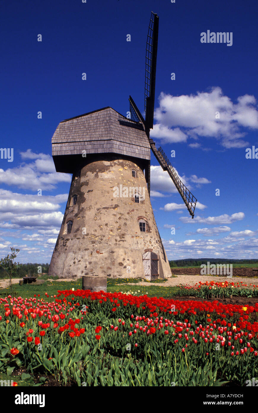 Moulin entouré de tulipes rouges dans le Parc National de Gauja, la Lettonie. Banque D'Images