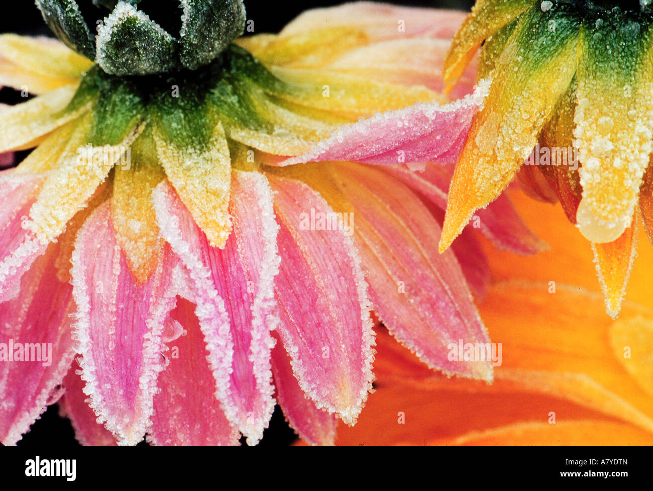 Givre sur les fleurs de l'automne dernier - Dahlia - Sammamish Washington Banque D'Images