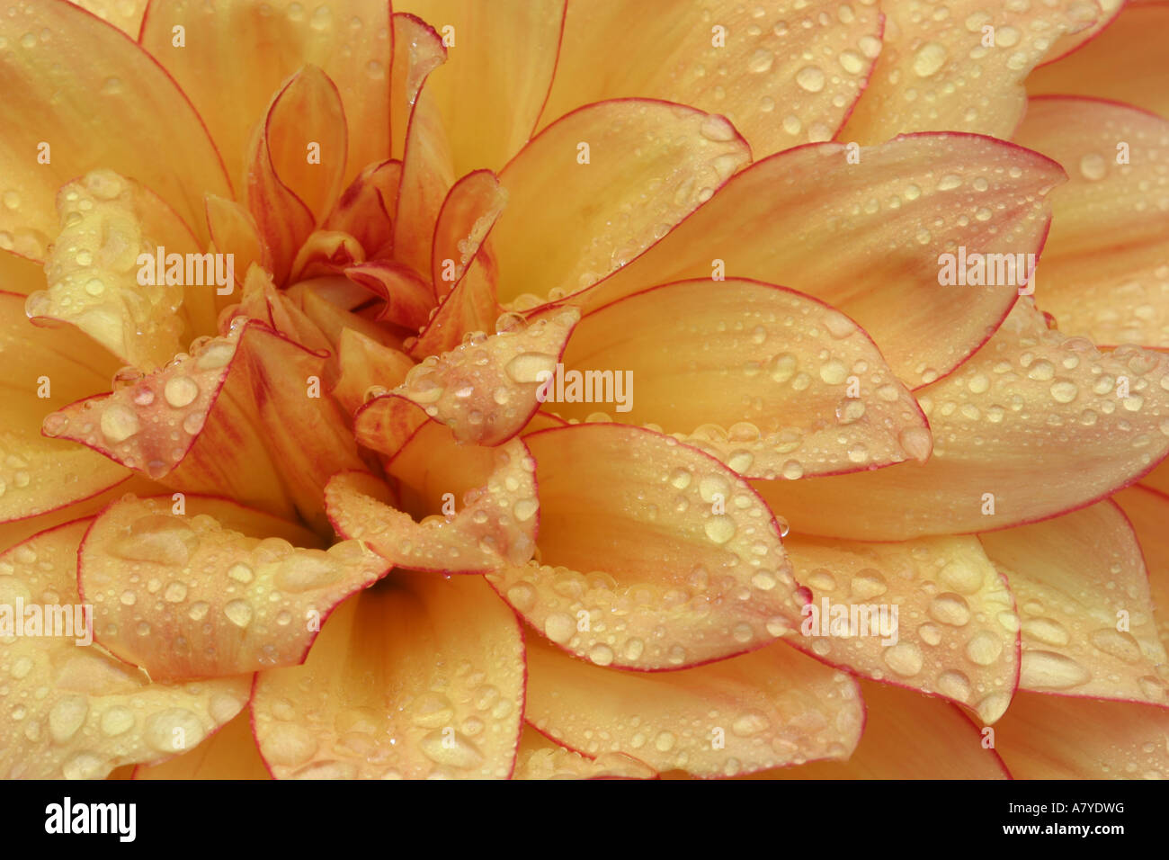 Serré dans des photographies de Dahlia fleur avec les pédales rayonnant vers l'extérieur, Sammamish Washington Banque D'Images
