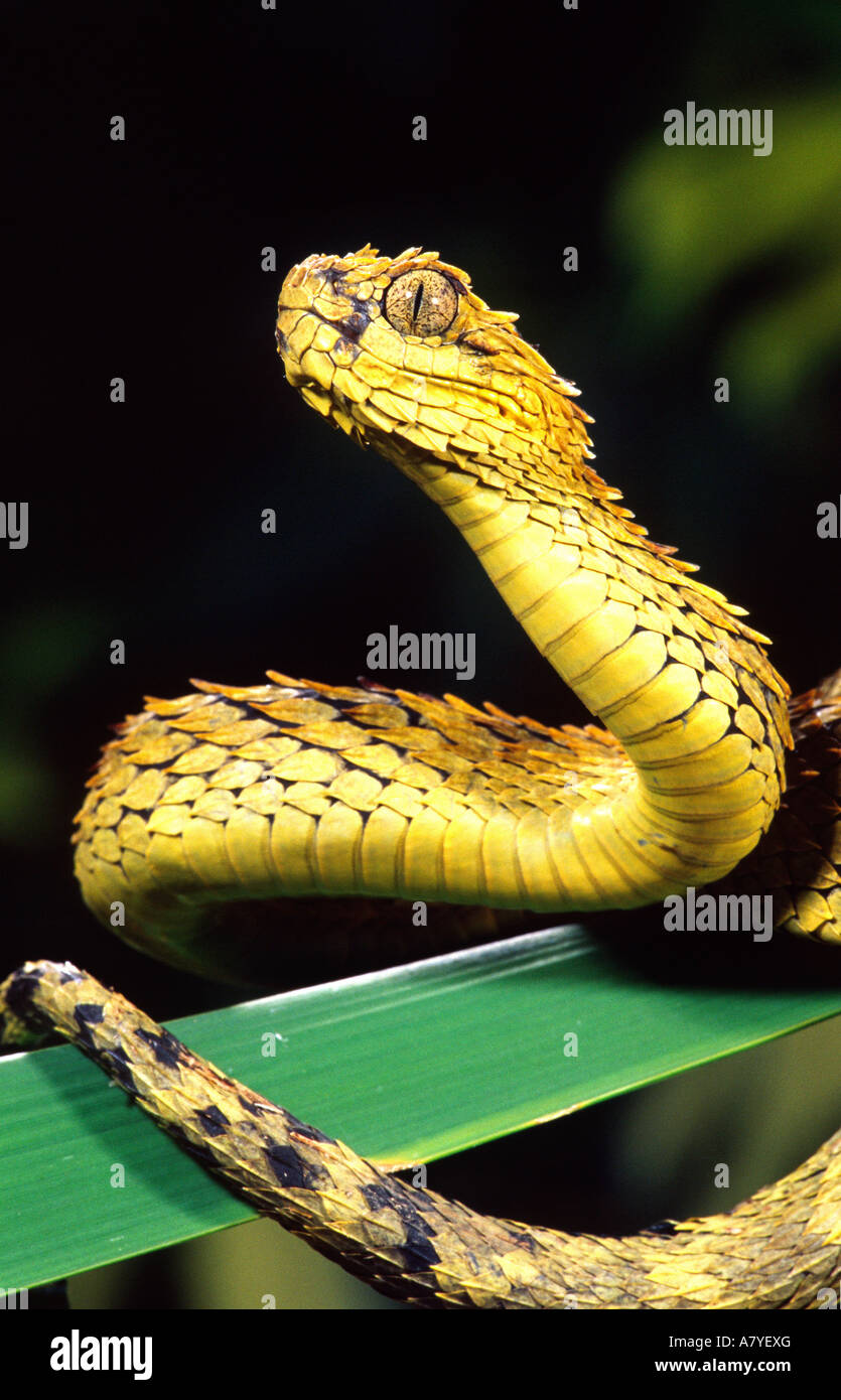 Arbre généalogique à l'échelle approximative (Viper Viper poilue), hispidis Atheris, originaire de l'Ouganda et l'ouest du Kenya Banque D'Images