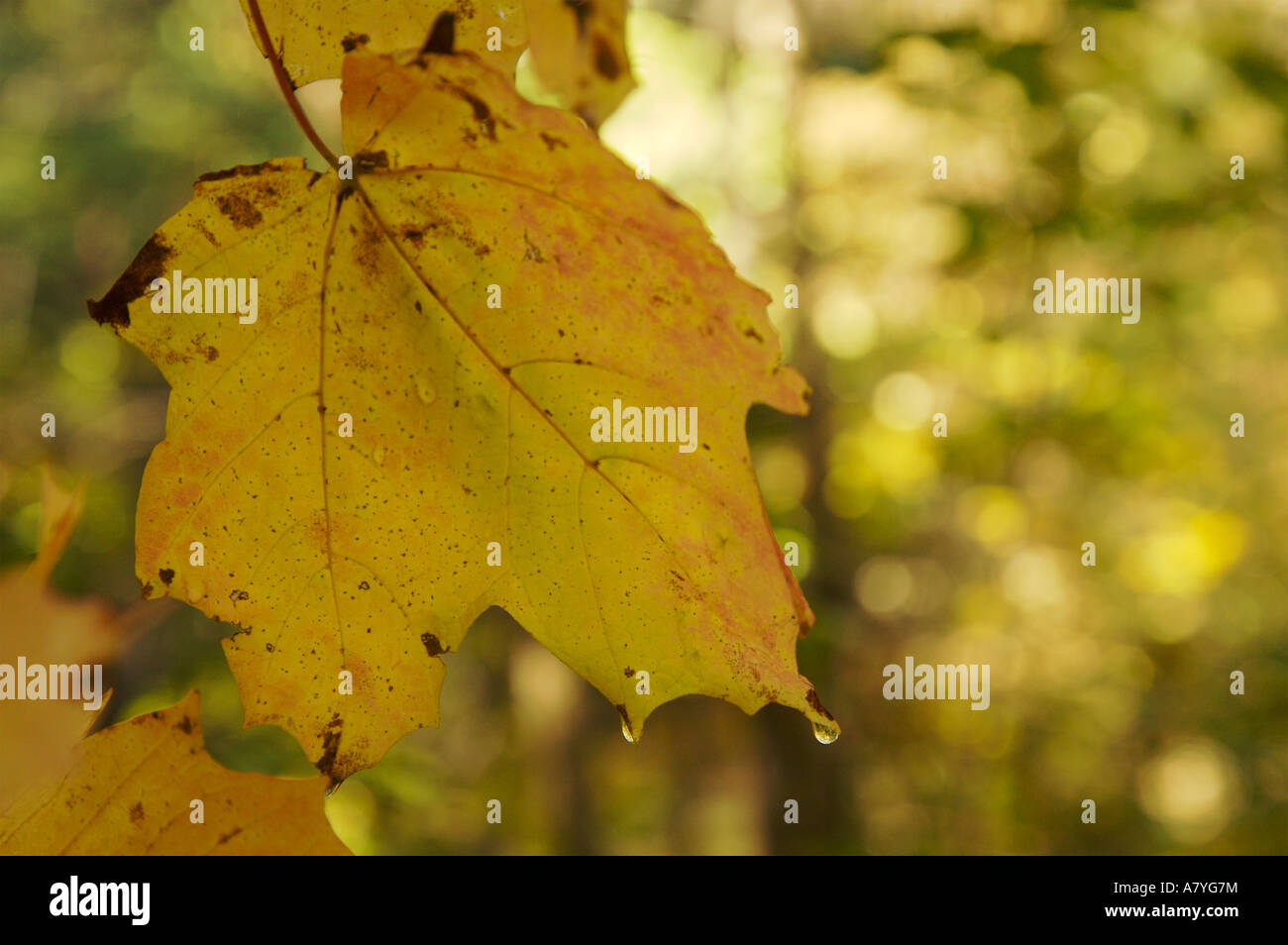 Feuilles d'érable en automne avec dewdrops Banque D'Images
