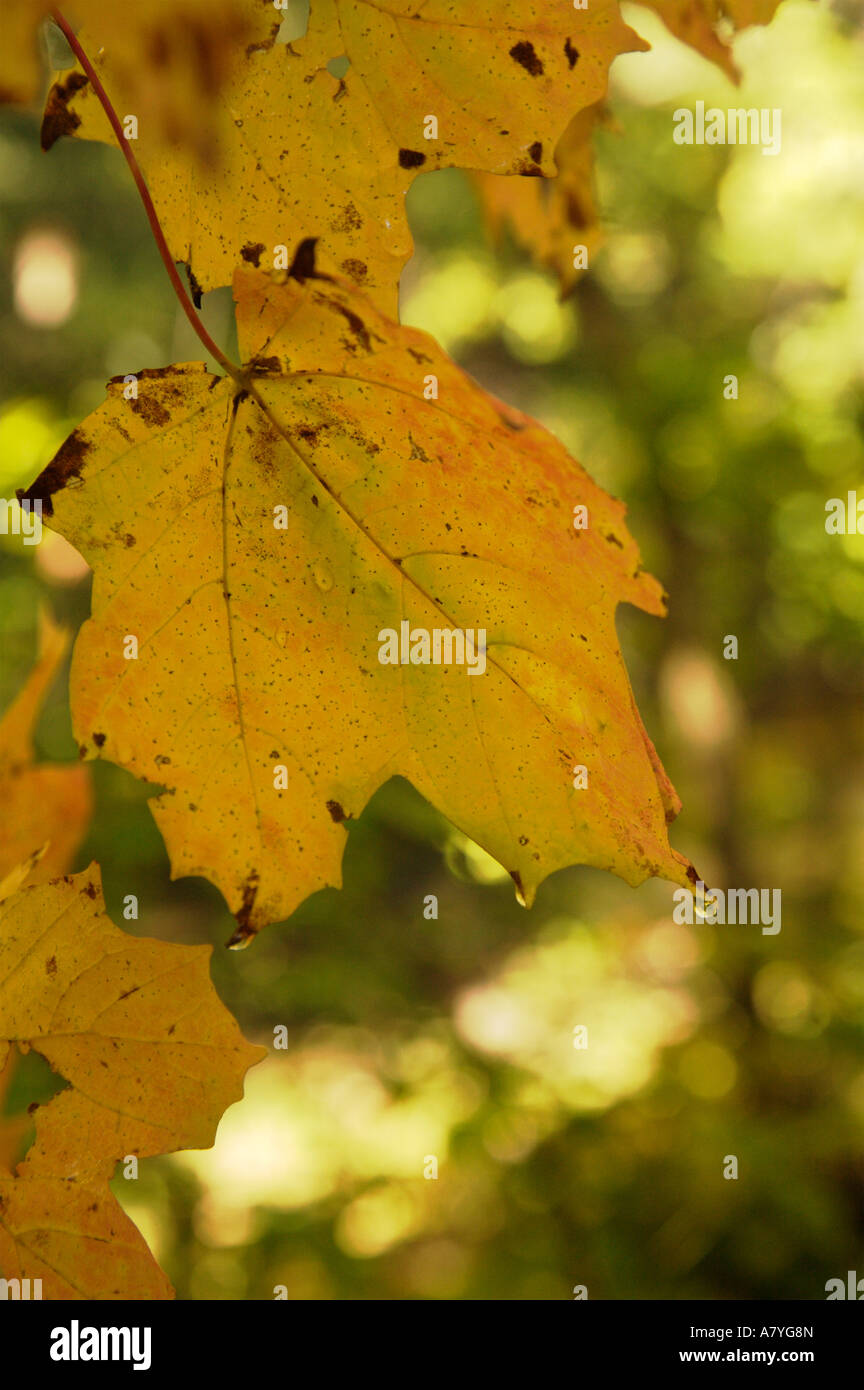 Feuilles d'érable en automne avec dewdrops Banque D'Images