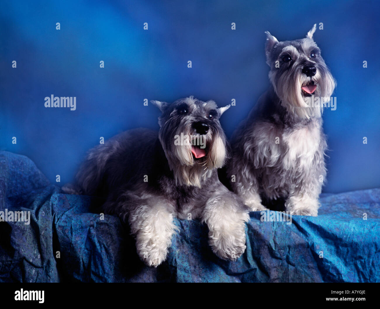 Deux terriers écossais bleu posent Banque D'Images