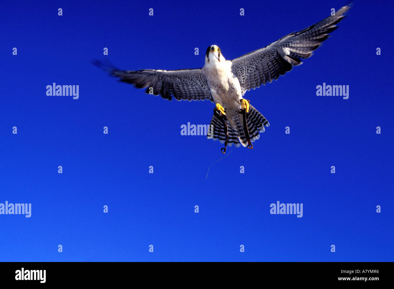France, Bouches du Rhône, falconery de l'Armée de l'air à Istres (base 125) Banque D'Images