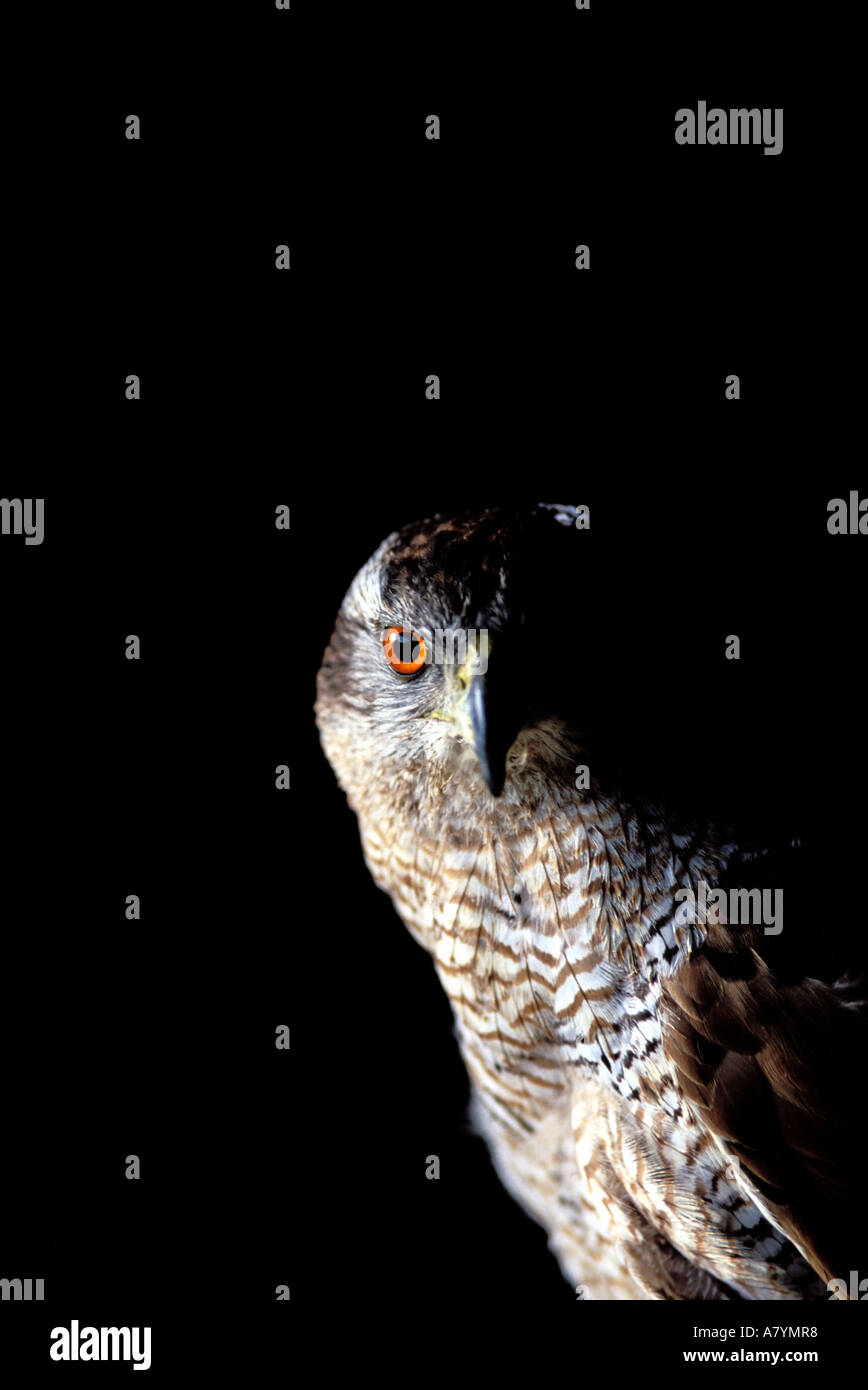 France, Bouches du Rhône, falconery de l'Armée de l'air à Istres (base 125) Banque D'Images