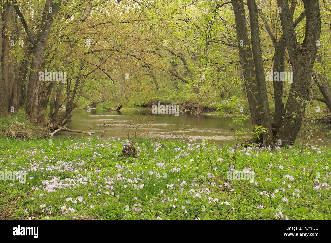 Des basses terres de la rivière Kishwaukee Russell Woods Forest Preserve l'Illinois Banque D'Images