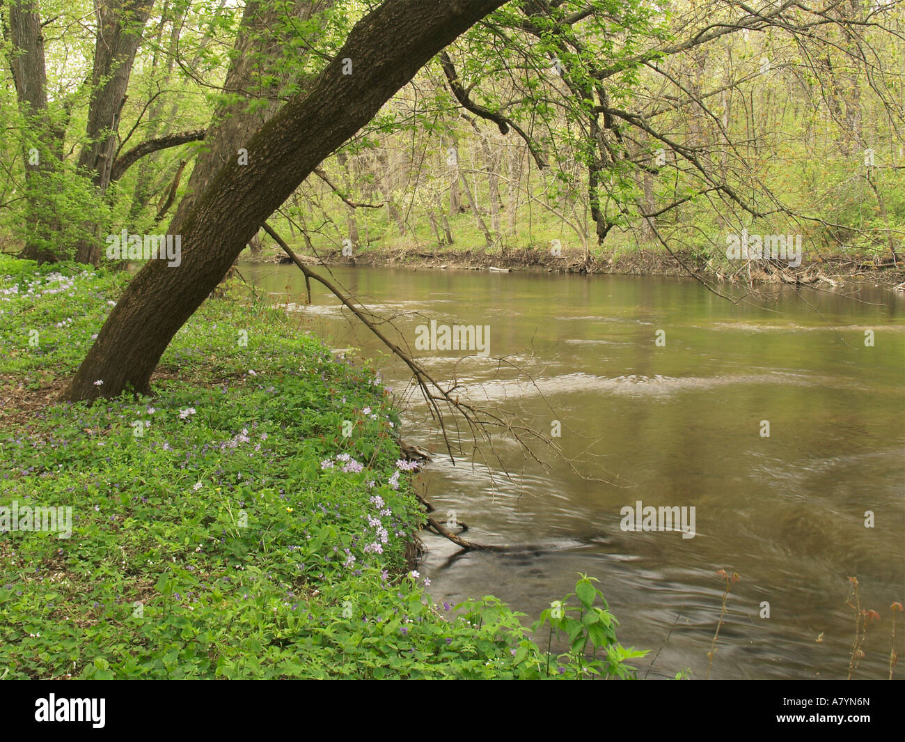 Des basses terres de la rivière Kishwaukee Russell Woods Forest Preserve l'Illinois Banque D'Images