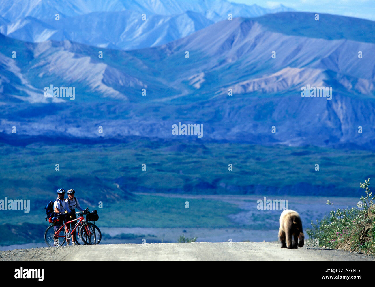 USA, Alaska, Denali National Park, l'ours grizzli (Ursus arctos) promenades vers mountain bikers on park road à Thorofare Col Banque D'Images