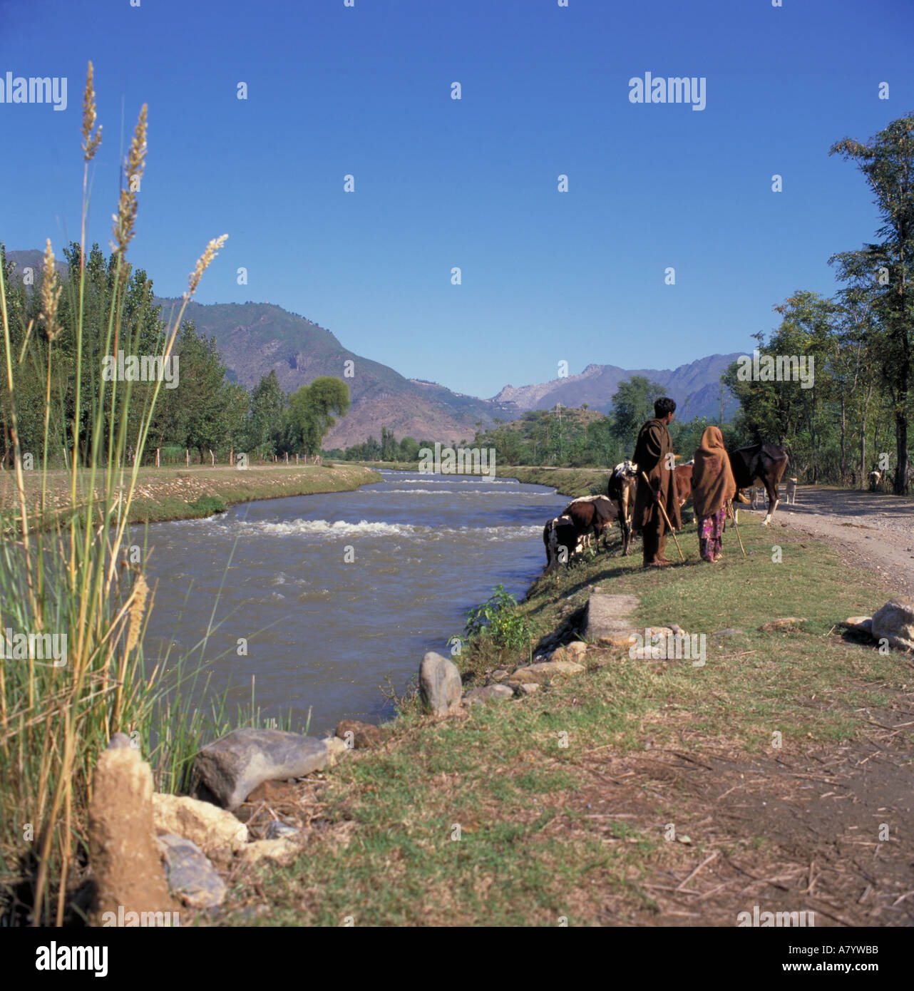 Agriculteur et fils qui s'occupent de bétail près du canal Swat dans la vallée de Swabi (ancienne province de la frontière du Nord-Ouest), province de Khyber Pakhtunkhwa, Pakistan Banque D'Images