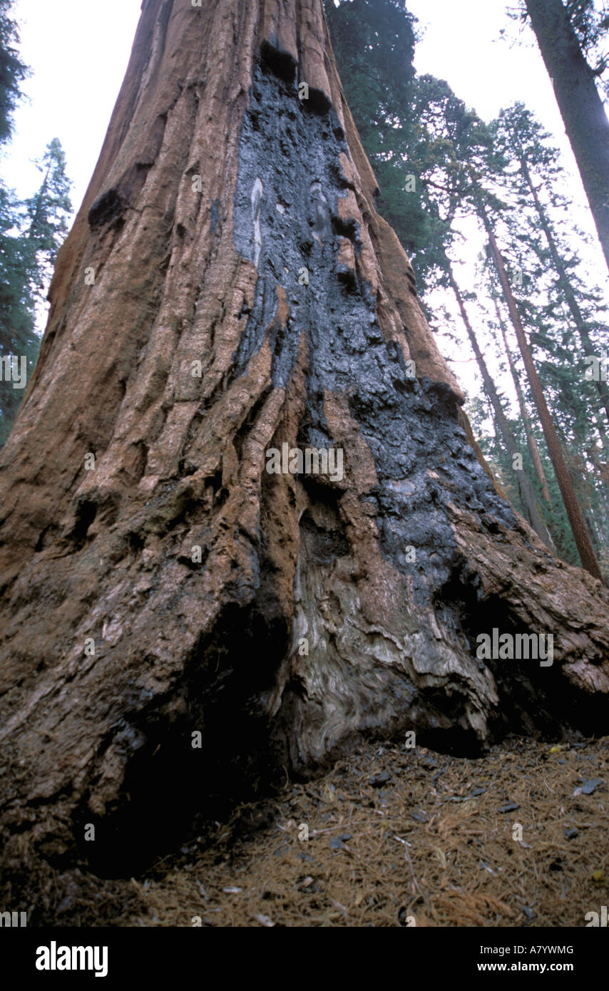 États-unis, Californie, Sequoia National Park, l'arbre Séquoia géant avec  la foudre brûler jusqu'au sol Photo Stock - Alamy