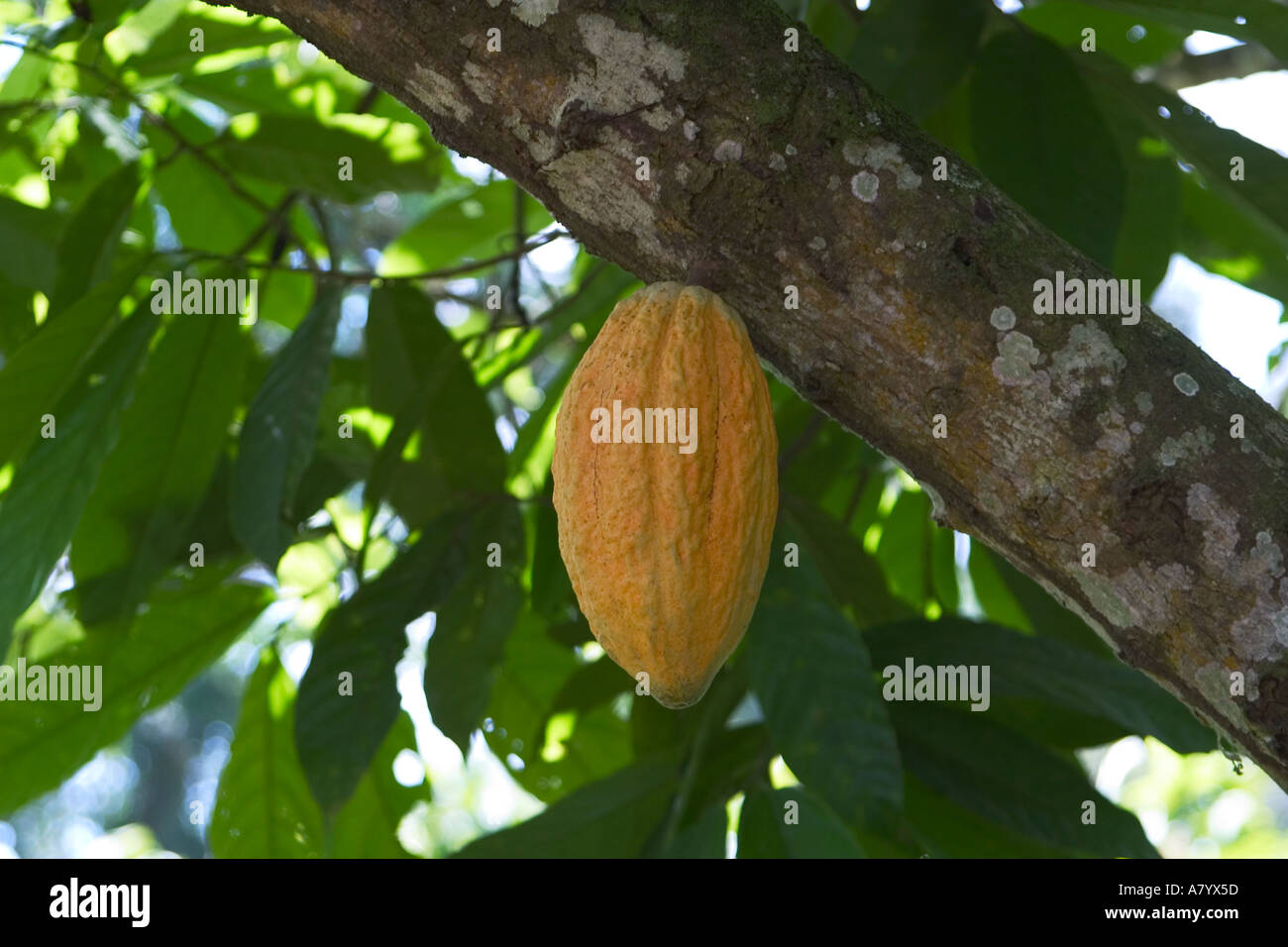 Mûrissement cabosse sur arbre dans la forêt de l'Afrique de l'Ouest Ghana ferme Banque D'Images