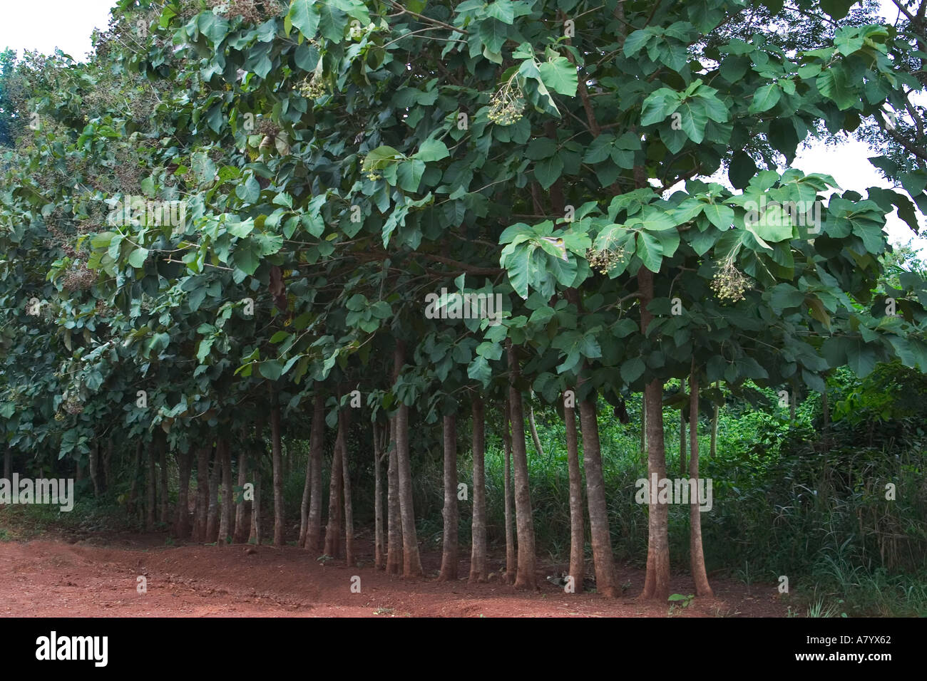 Teak wood trees Banque de photographies et d’images à haute résolution
