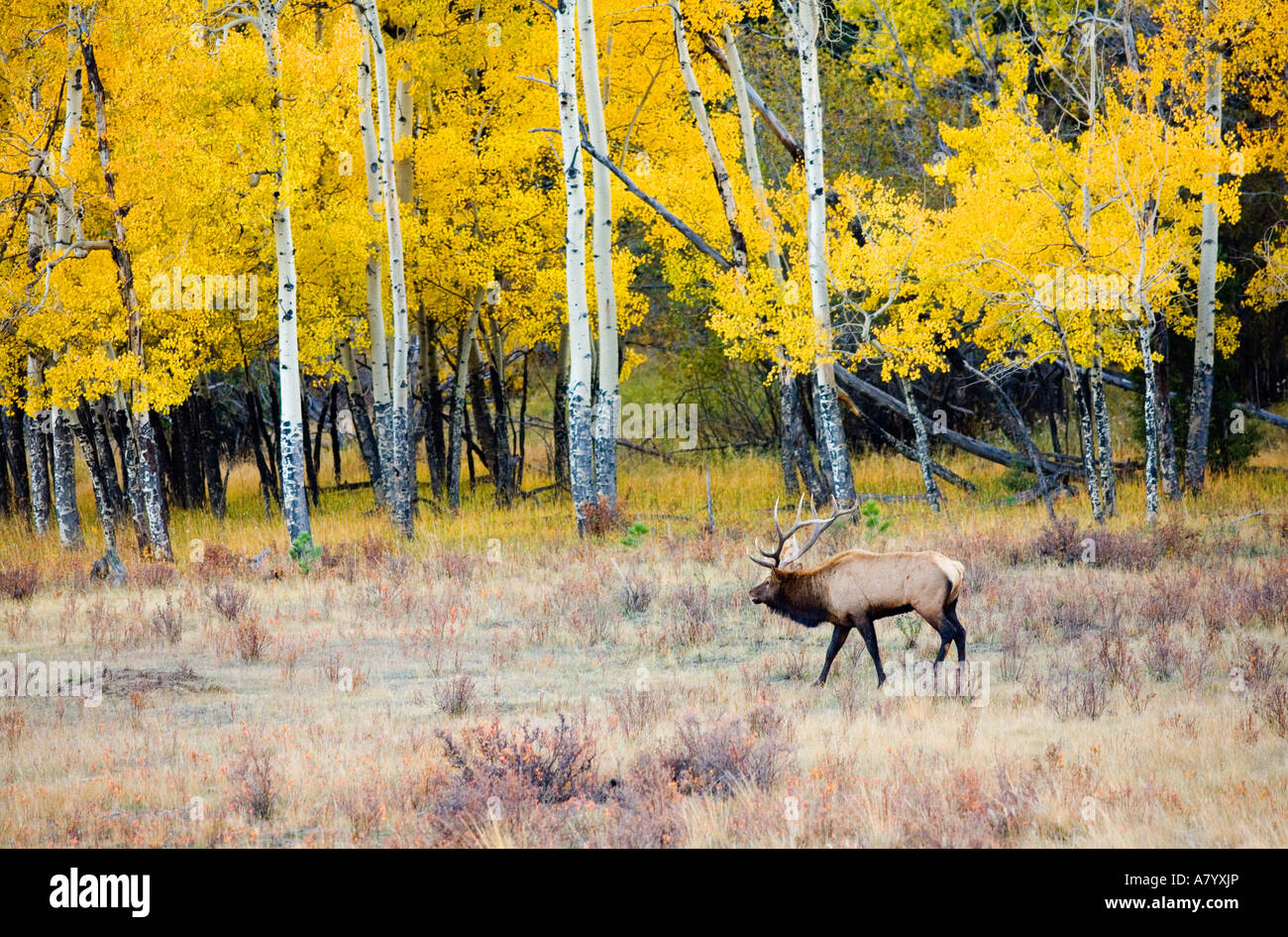Wapiti Dans Rocky Mountain National Park Colorado Photo Stock Alamy wapiti-dans-rocky-mountain-national-park-colorado-photo-stock-alamy