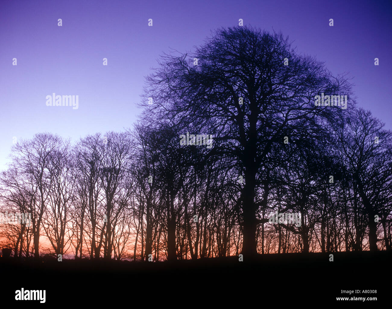 Arbres silhouetté contre un coucher de soleil colorés Cheshire England UK Banque D'Images