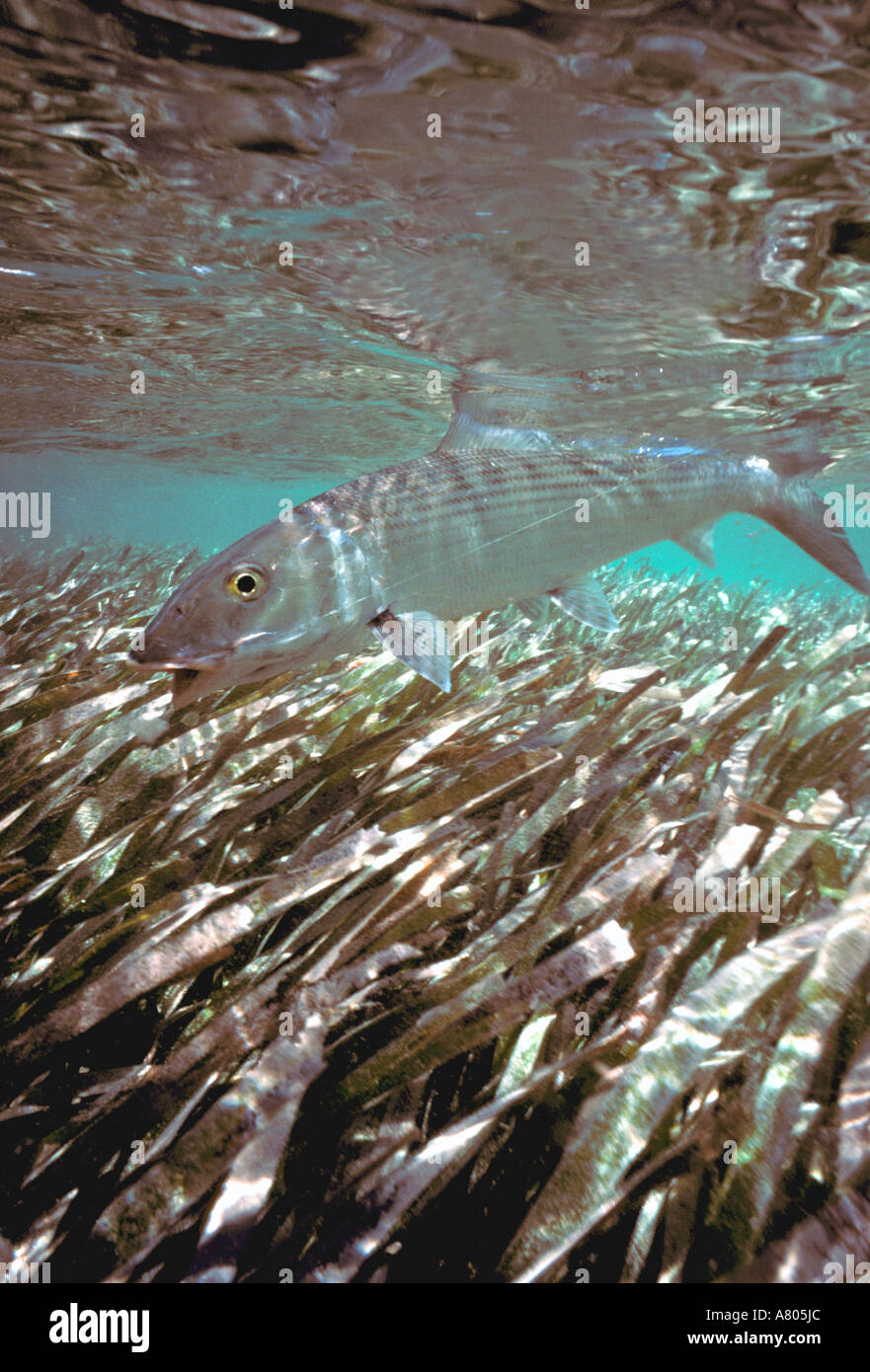 Au cours de natation sous-marine Bonefish herbe de mer peu profonde de l'anguille argentée gamefish scales Banque D'Images