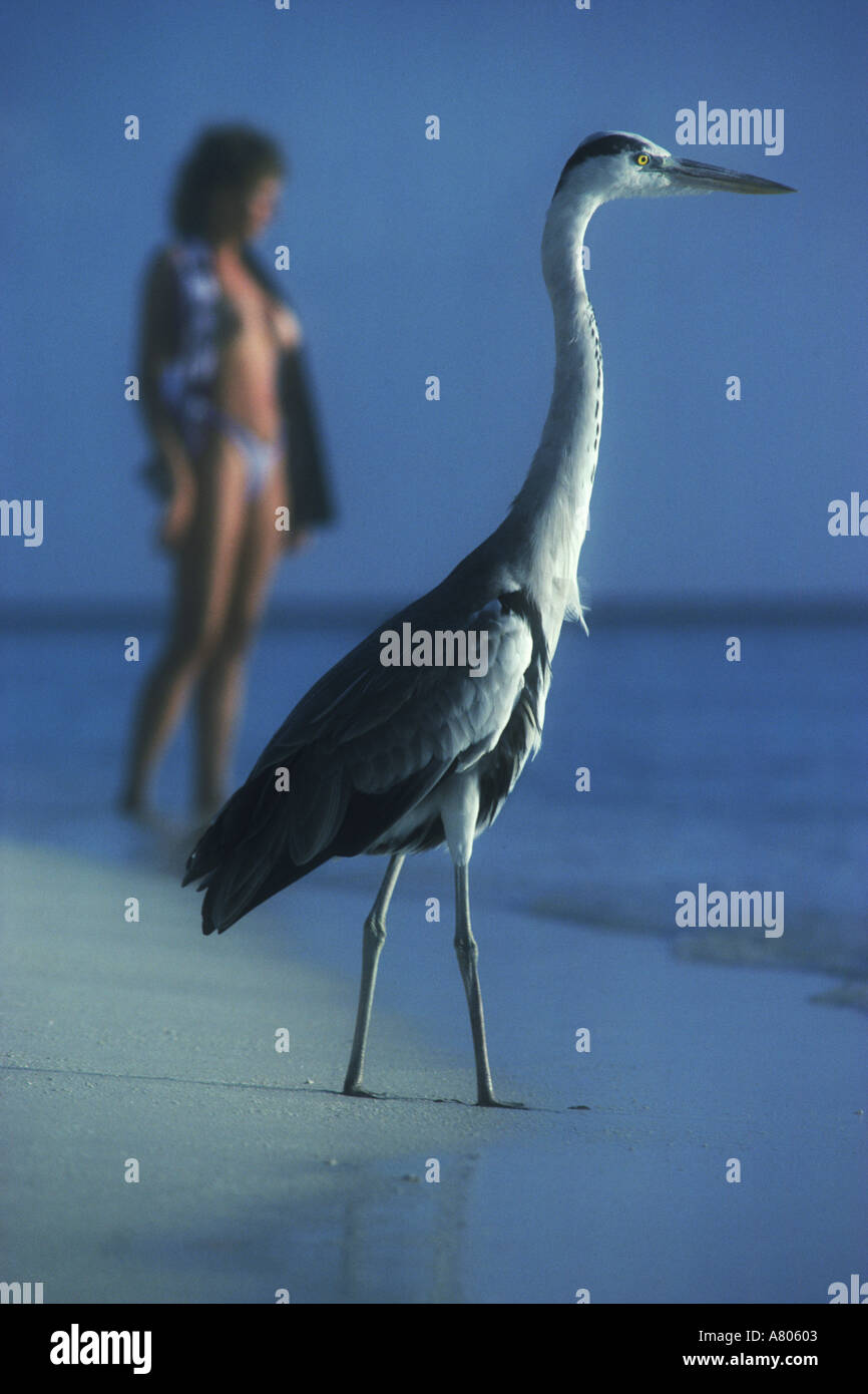 Héron cendré (Ardea cinerea) et femme sur la côte sablonneuse dans les Maldives au lever du soleil. Banque D'Images