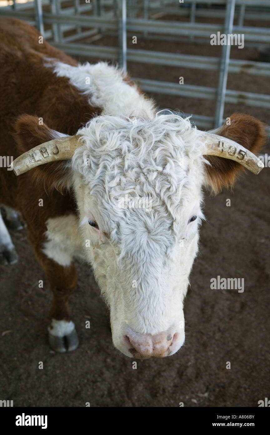 USA, TEXAS, Hill Country, Johnson City. LBJ Ranch, ancien Texas White House du Président Lyndon B Banque D'Images