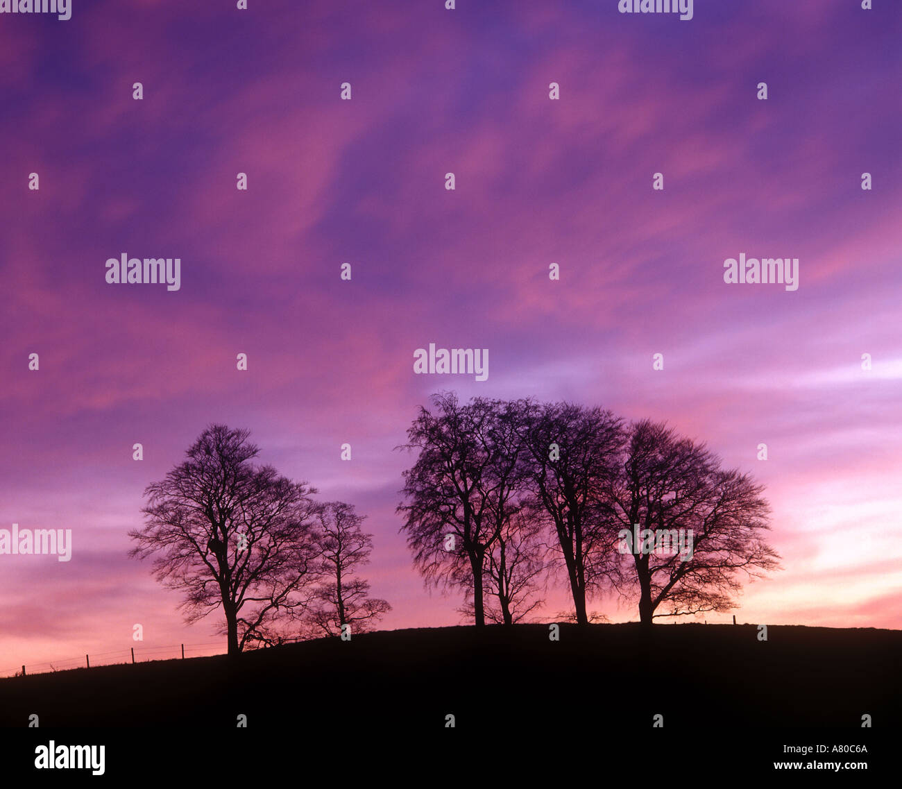 Arbres silhouetté contre un ciel coloré crépuscule Banque D'Images