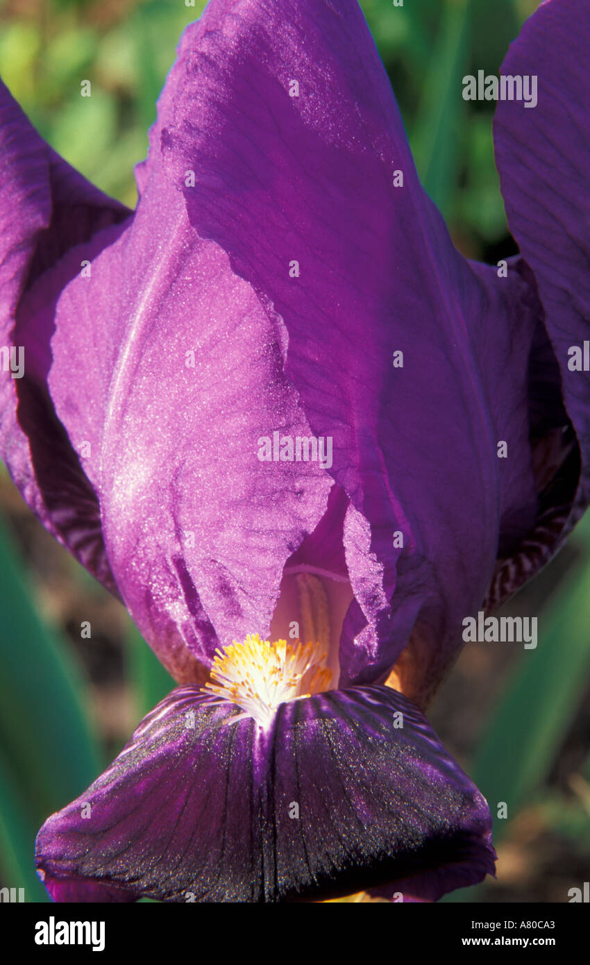 Iridacea Lily iris germanica Banque D'Images