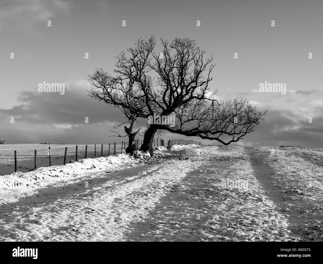 Parc National de Northumberland dans B/W Banque D'Images