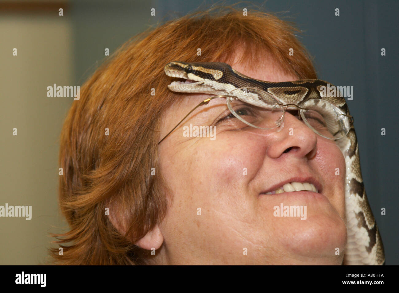 Un serpent python propriétaire vous permet de monter sa balle sur son visage Banque D'Images