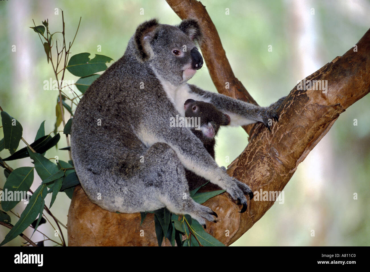 L Australie Queensland Maman Et Bebe Koala Photo Stock Alamy L Australie Queensland Maman Et Bebe Koala Photo Stock Alamy