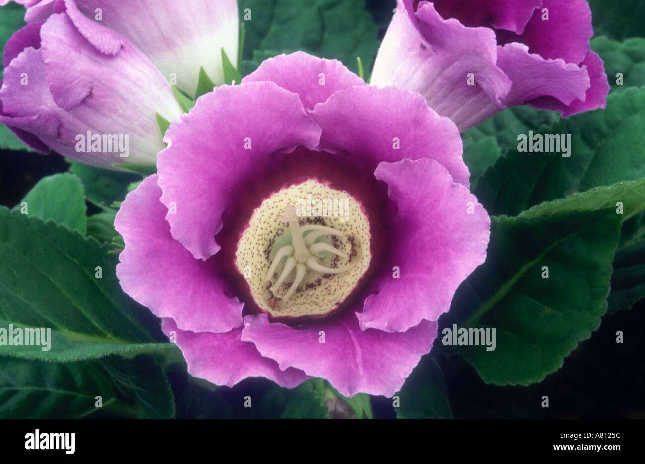 Fleur mauve gloxinia Banque D'Images