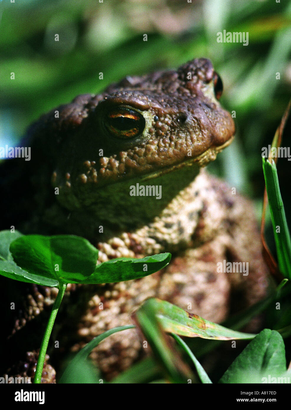 Crapaud commun Bufo bufo Banque D'Images