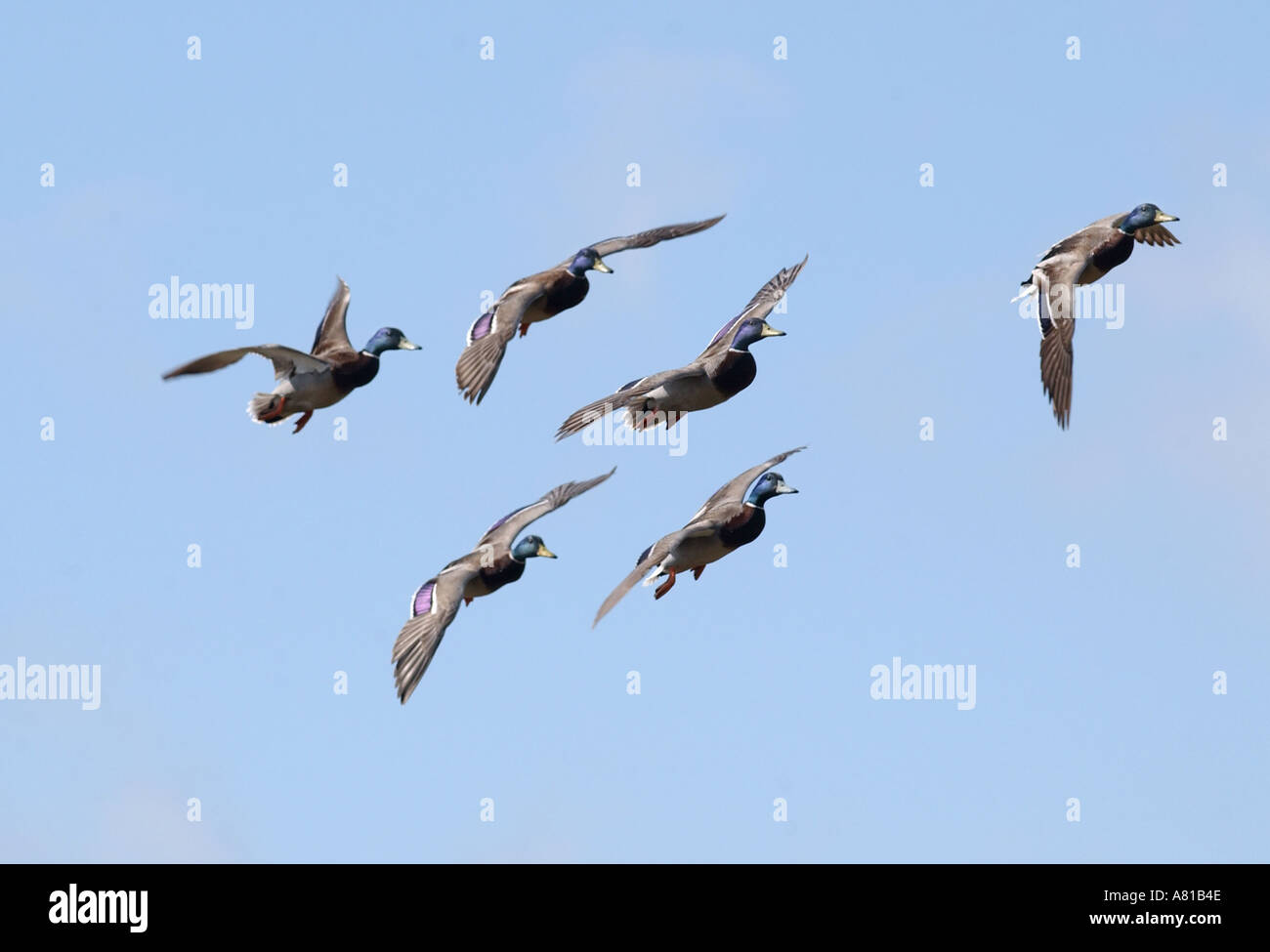 Les Canards colverts en vol Banque D'Images