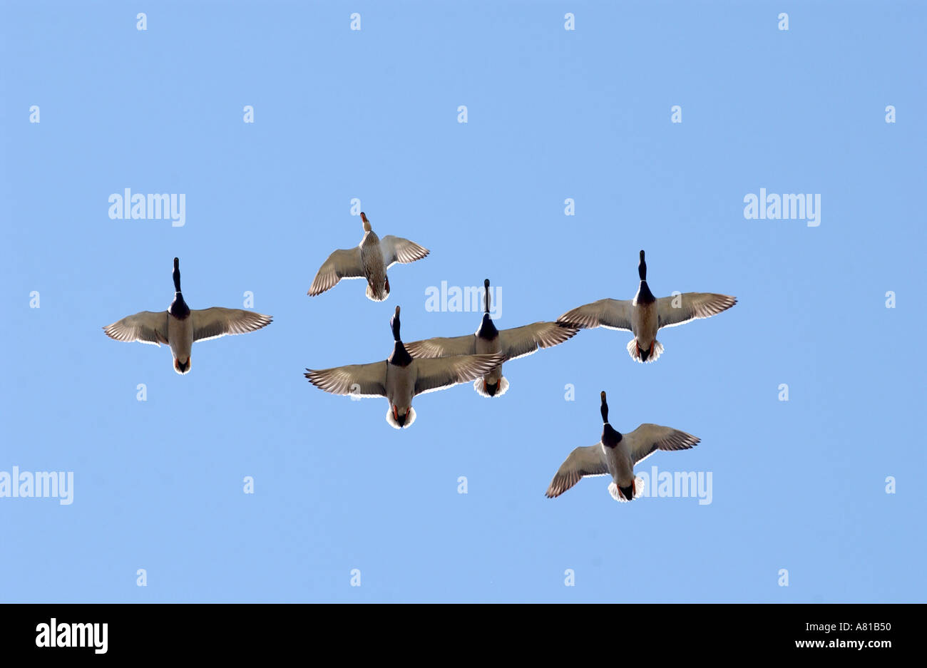 Les Canards colverts en vol Banque D'Images