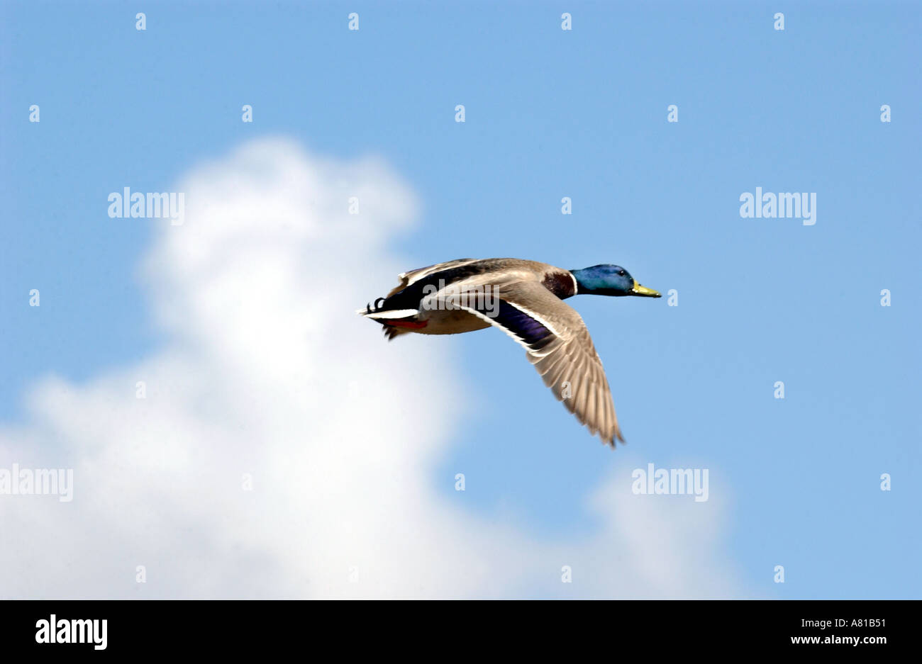 Canard colvert en vol Banque D'Images