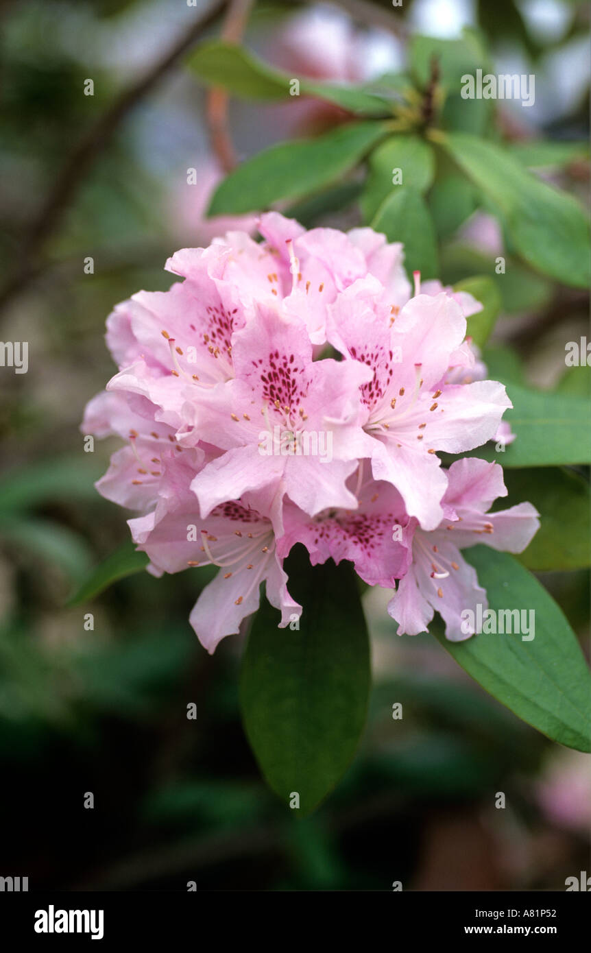 RHODODENDRON VARIÉTÉ CHEER Banque D'Images