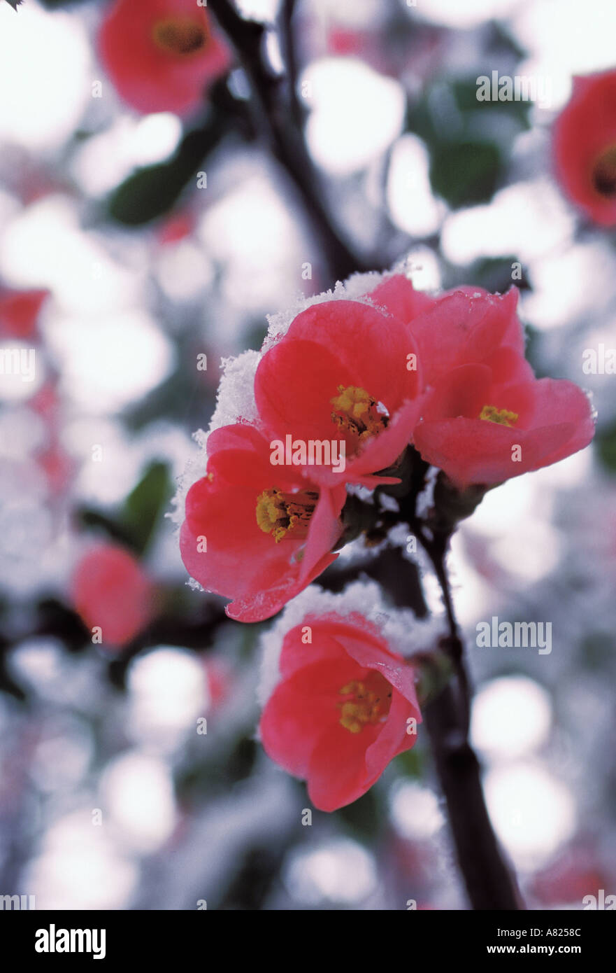 Close up of wild rose fleurs de cerisier au cours de New York au printemps anomalie Banque D'Images