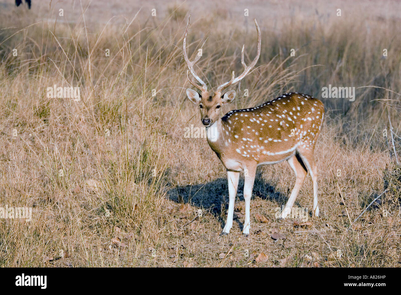L'Inde du nord le Parc National de Bandavgarh légende locale Deer Banque D'Images