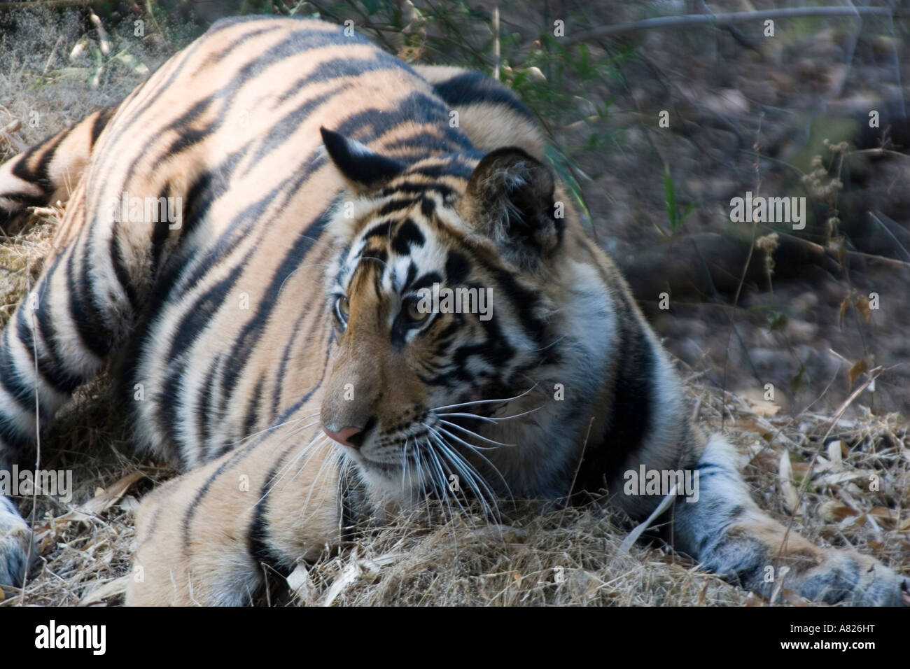 L'Inde du nord le Parc National de Bandavgarh légende locale Tiger Banque D'Images