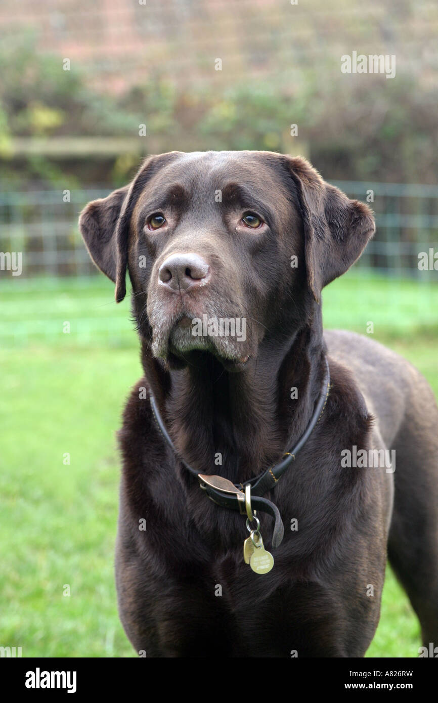 Head and shoulders portrait d'un mâle labrador chocolat bien ^ Banque D'Images