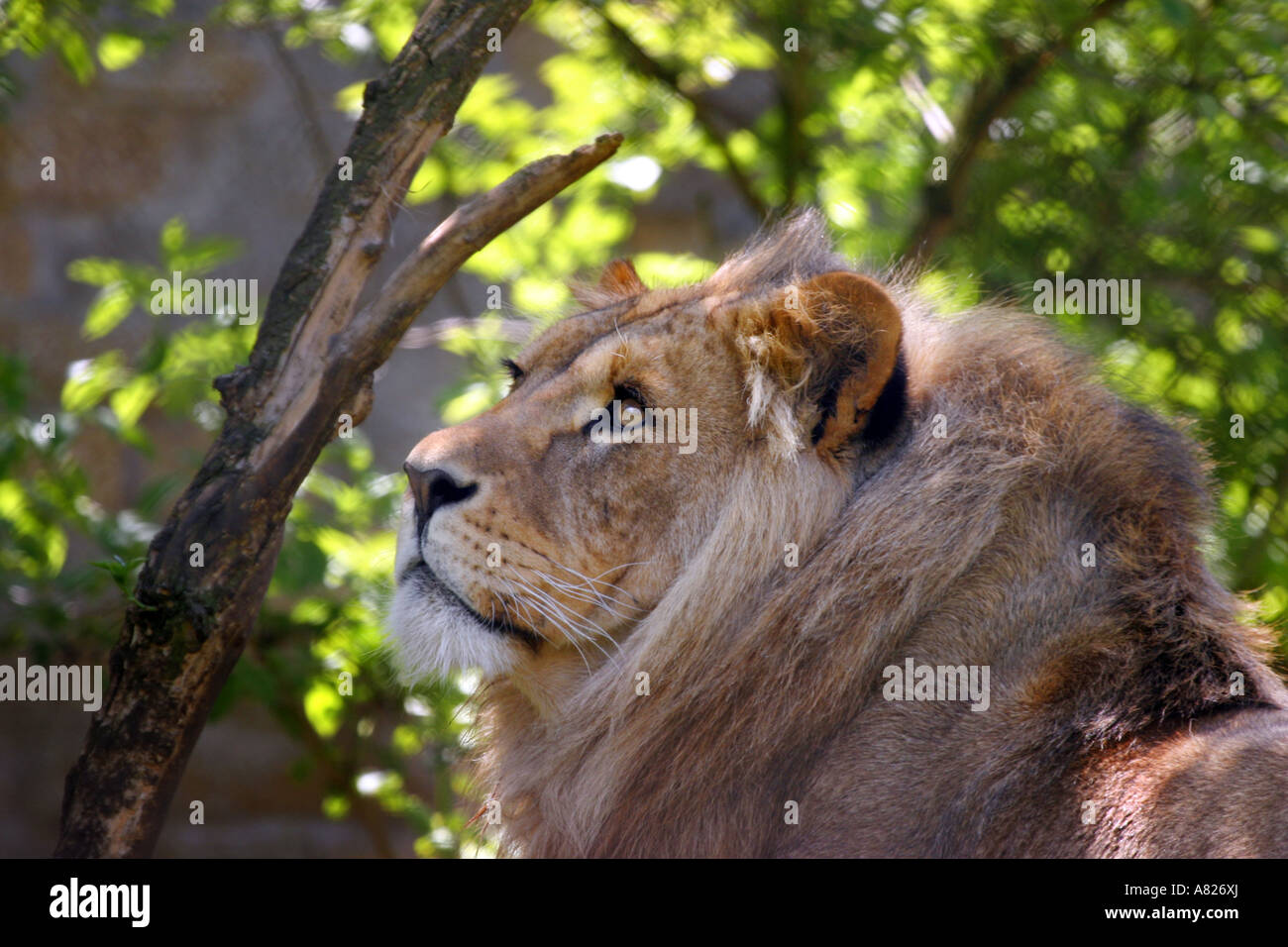 Un lion regarde dans l'espace Banque D'Images