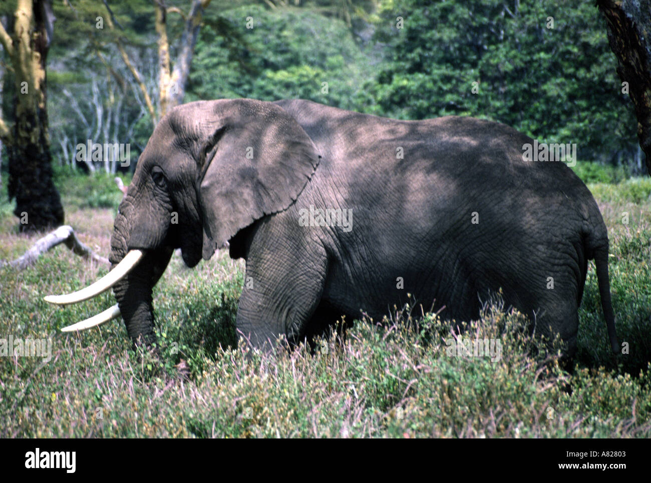 Elephant Ngorongoro Crater Ngorongoro Conservation Area Tanzanie Afrique de l'Est Banque D'Images