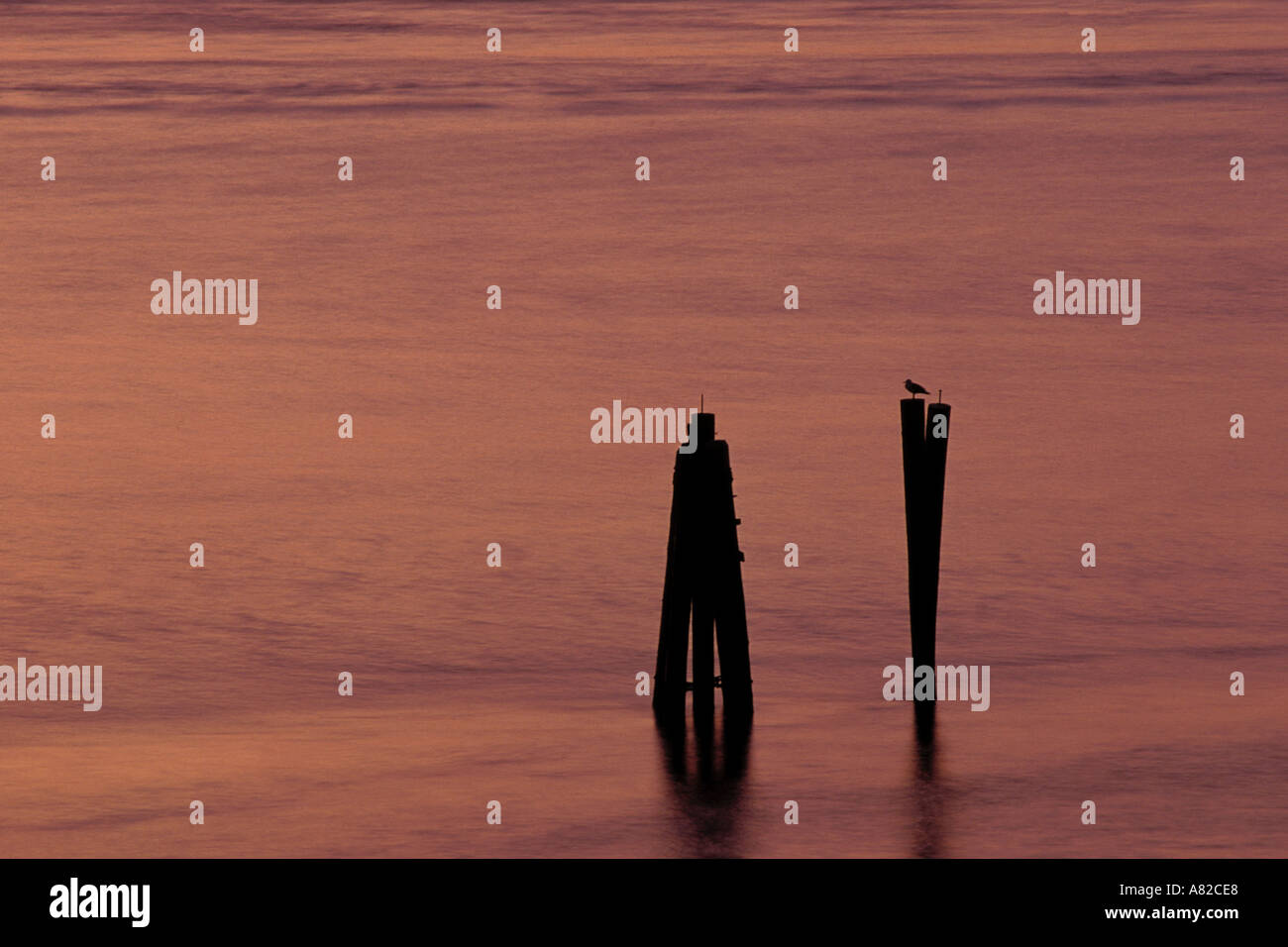 La Californie, San Francisco Bay, Gull sur pilotis au crépuscule, Point Molate Banque D'Images