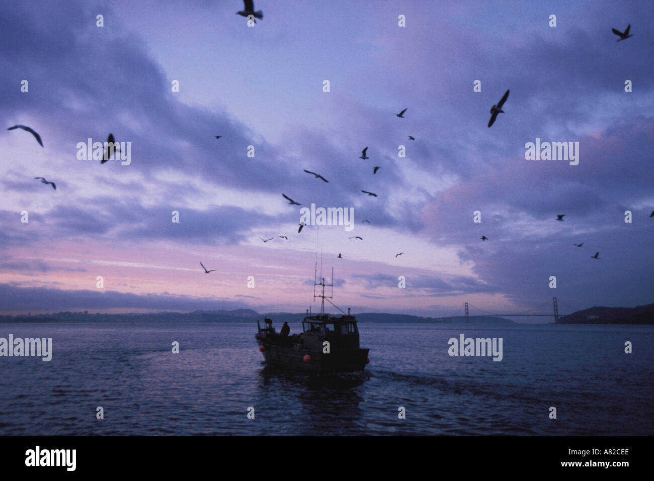 La Californie, San Francisco Bay, le hareng en bateau tôt le matin Banque D'Images