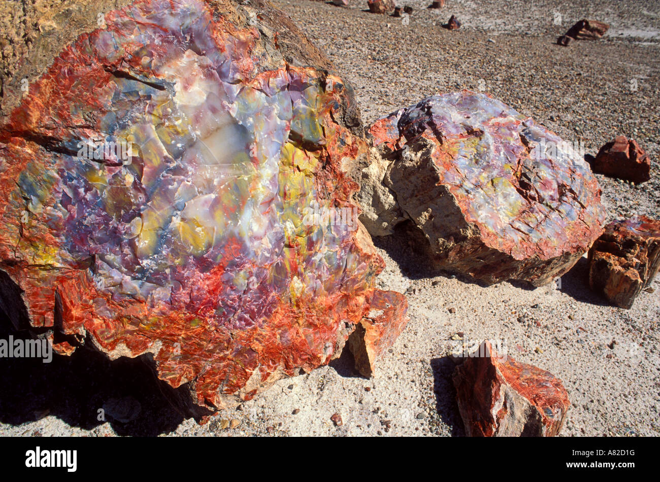 Détail d'une section dans le journal pétrifié Crystal Forest Petrified Forest National Park Arizona Banque D'Images