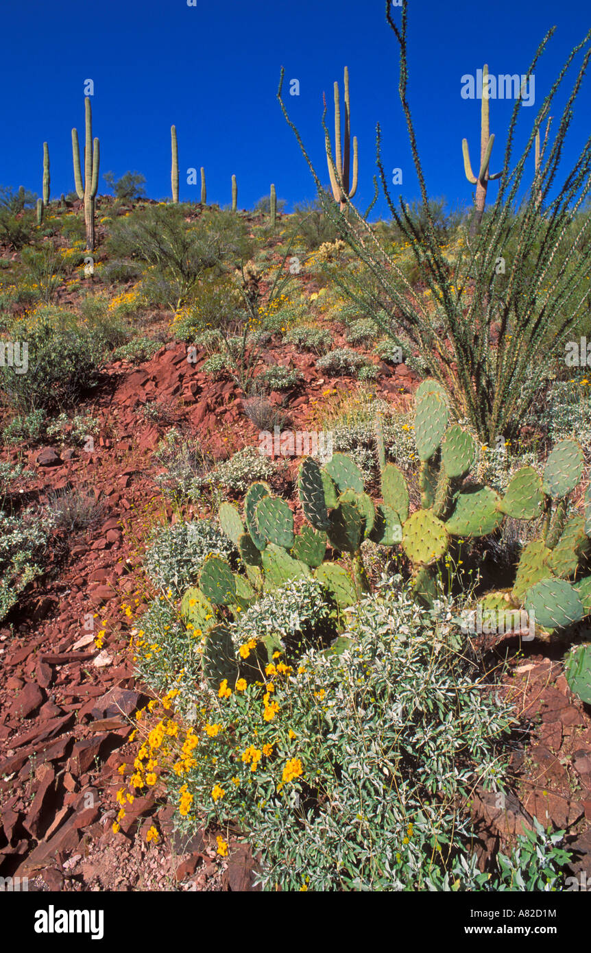 La Saguaro Cactus Pricklypear Brittlebush et dans les montagnes de Tucson Saguaro National Park Arizonac Banque D'Images